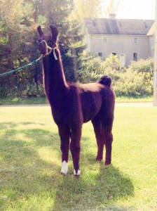 Standing Rock's Blue Jean Baby (f)