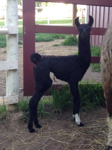 Standing Rock's Blue Jean Baby (f)