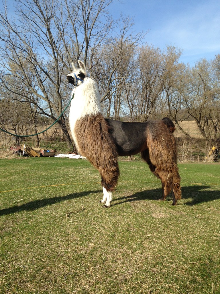 Standing Rock's Summertime Blues (f)