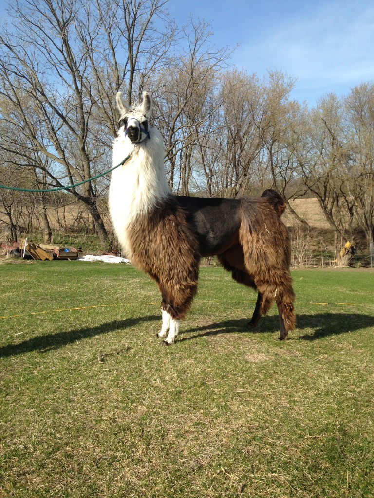 Standing Rock's Summertime Blues (f)