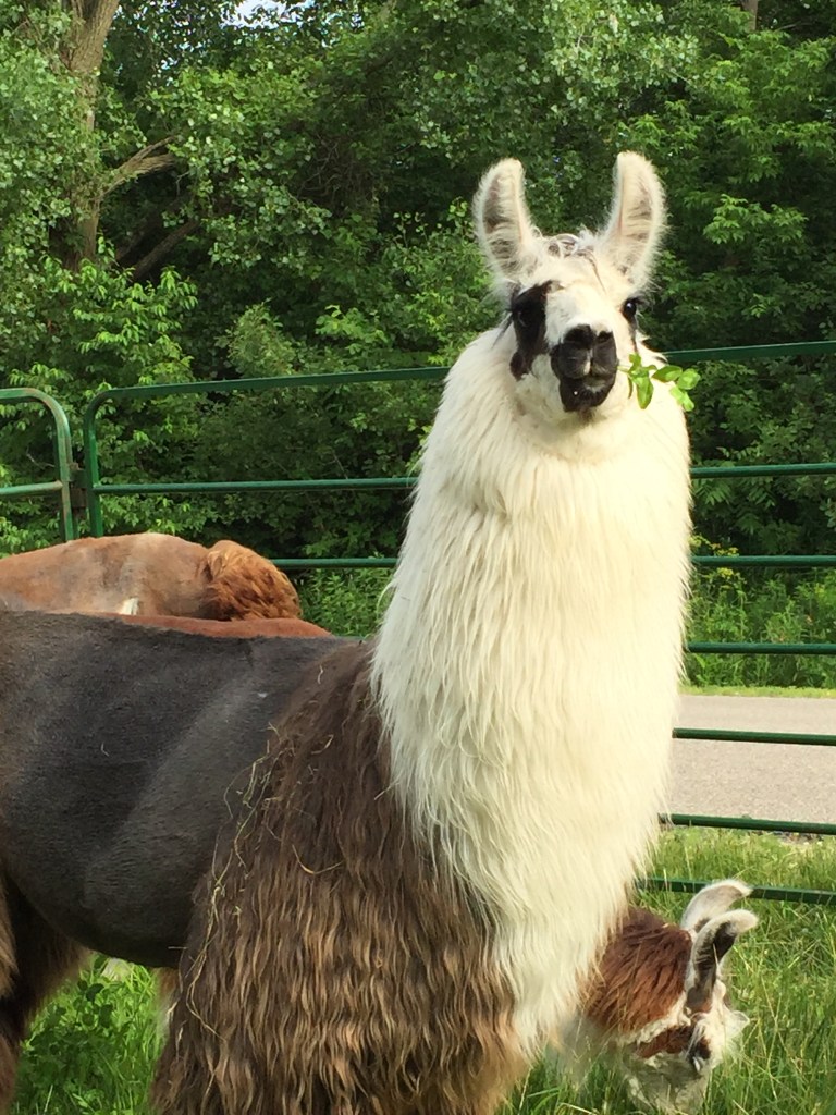 Standing Rock's Summertime Blues (f)