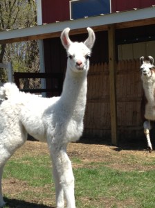Standing Rock's Once in a Blu Moon (f)