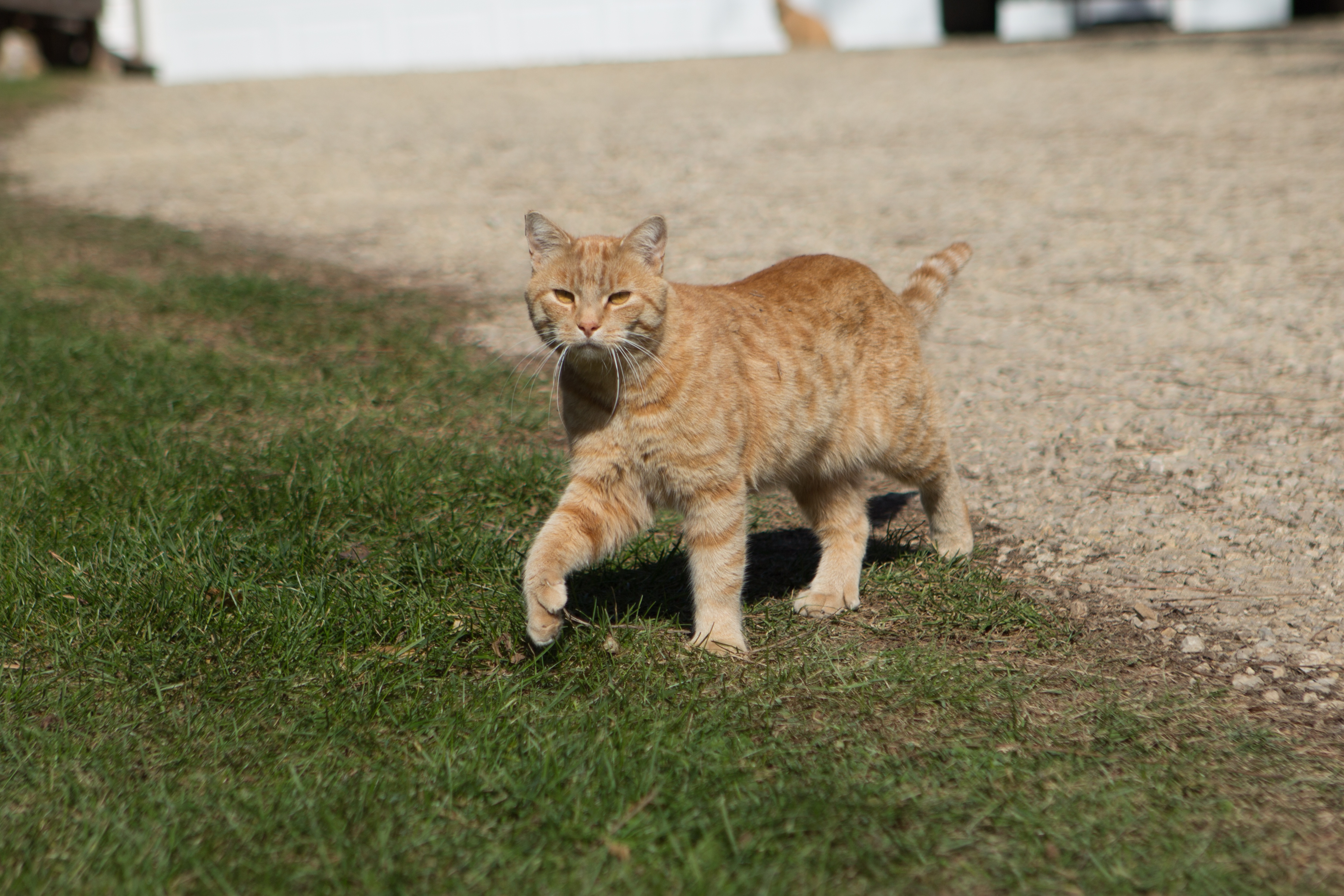 Digit, resident rodent control