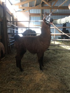 Standing Rock's Mantador (m)