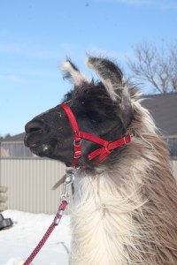 Standing Rock's What I'm Famous For (f)