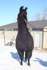 Standing Rock's Black Olive (f)