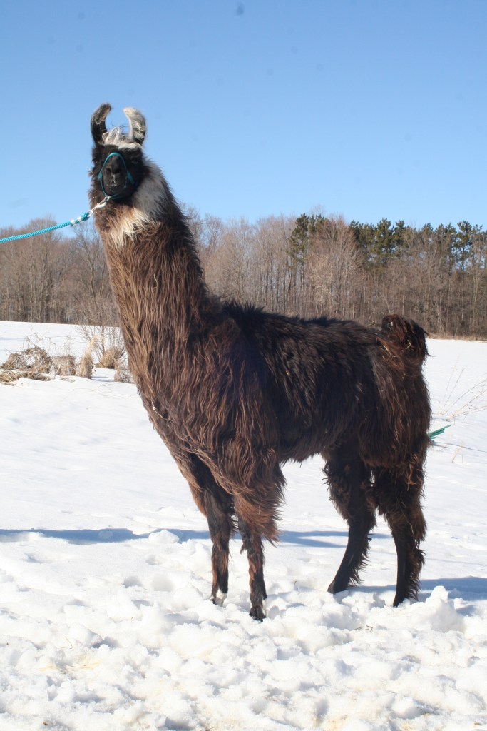 Standing Rock's Rather Be Streaking (f)
