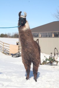 Standing Rock's Rather Be Streaking (f)
