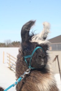 Standing Rock's Rather Be Streaking (f)