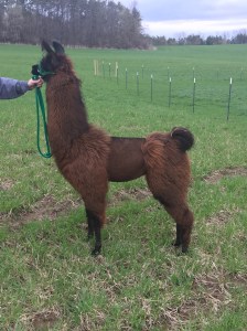 Standing Rock's Mantador (m)