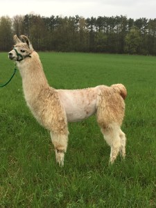 Standing Rock's Champaña (f)