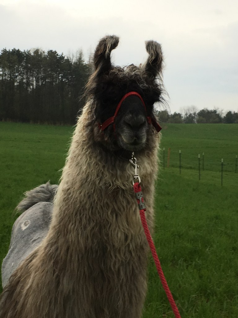 Brownderosa's It's All About Chrome (m)