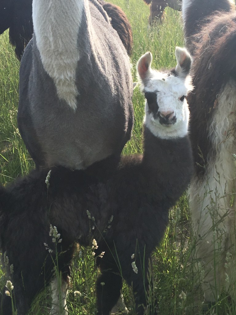 Standing Rock's Etched In Chrome (m)