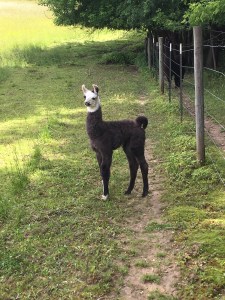 Standing Rock's Etched In Chrome (m)
