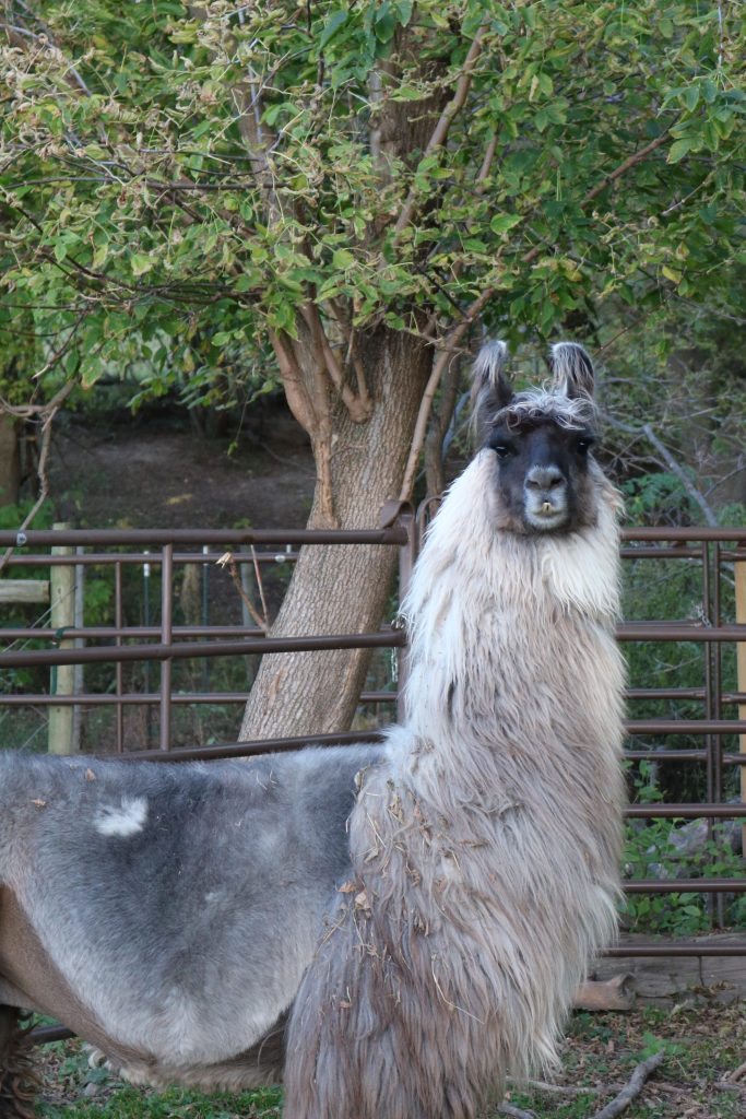 Brownderosa's It's All About Chrome (m)