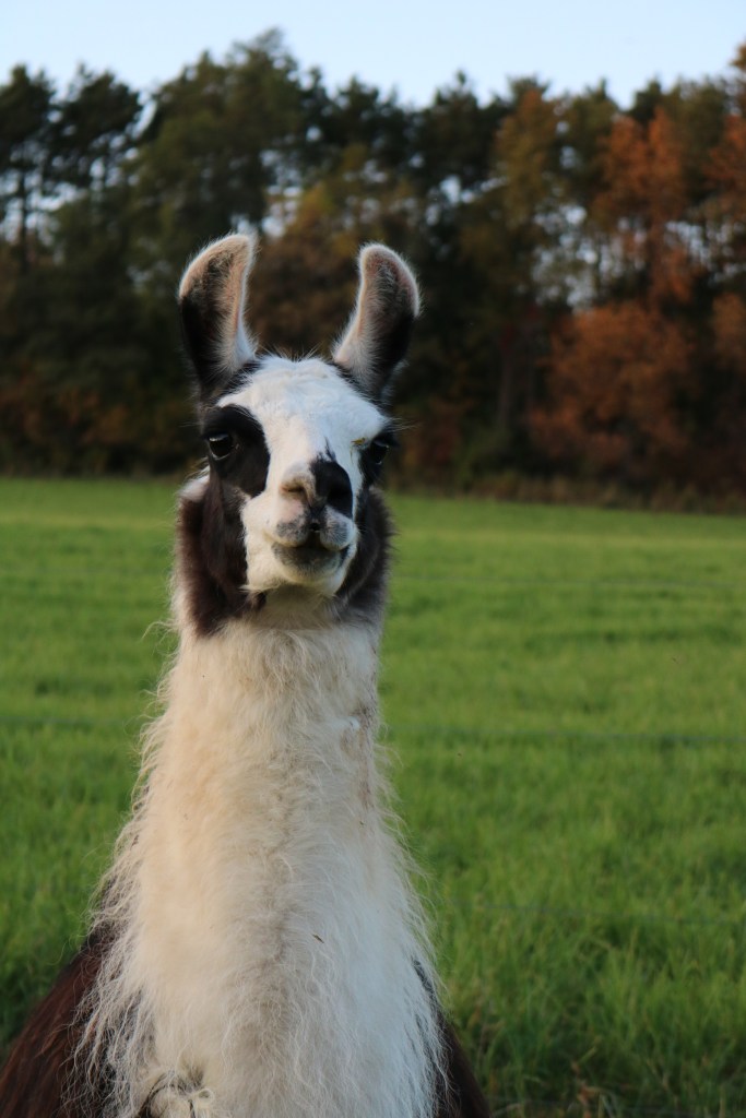 Standing Rock's Centerfold (f)