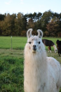 Standing Rock's Champaña (f)