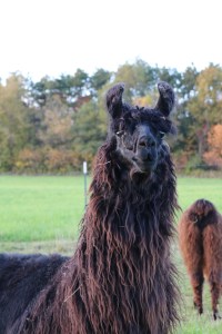 Standing Rock's Blue Jean Baby (f)