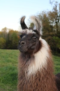 Standing Rock's Rather Be Streaking (f)