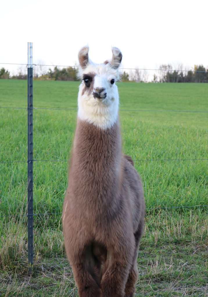 Standing Rocks Etched in Chrome (m)