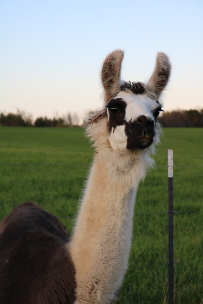 Standing Rock's Summertime Blues (f)