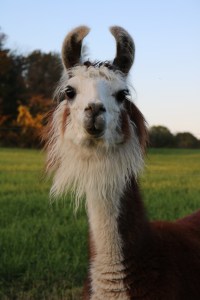Standing Rock's Pretty Penny (f)
