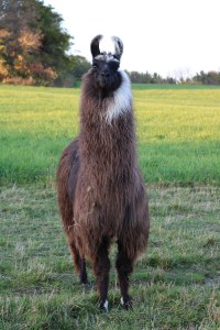 Standing Rock's Rather Be Streaking (f)
