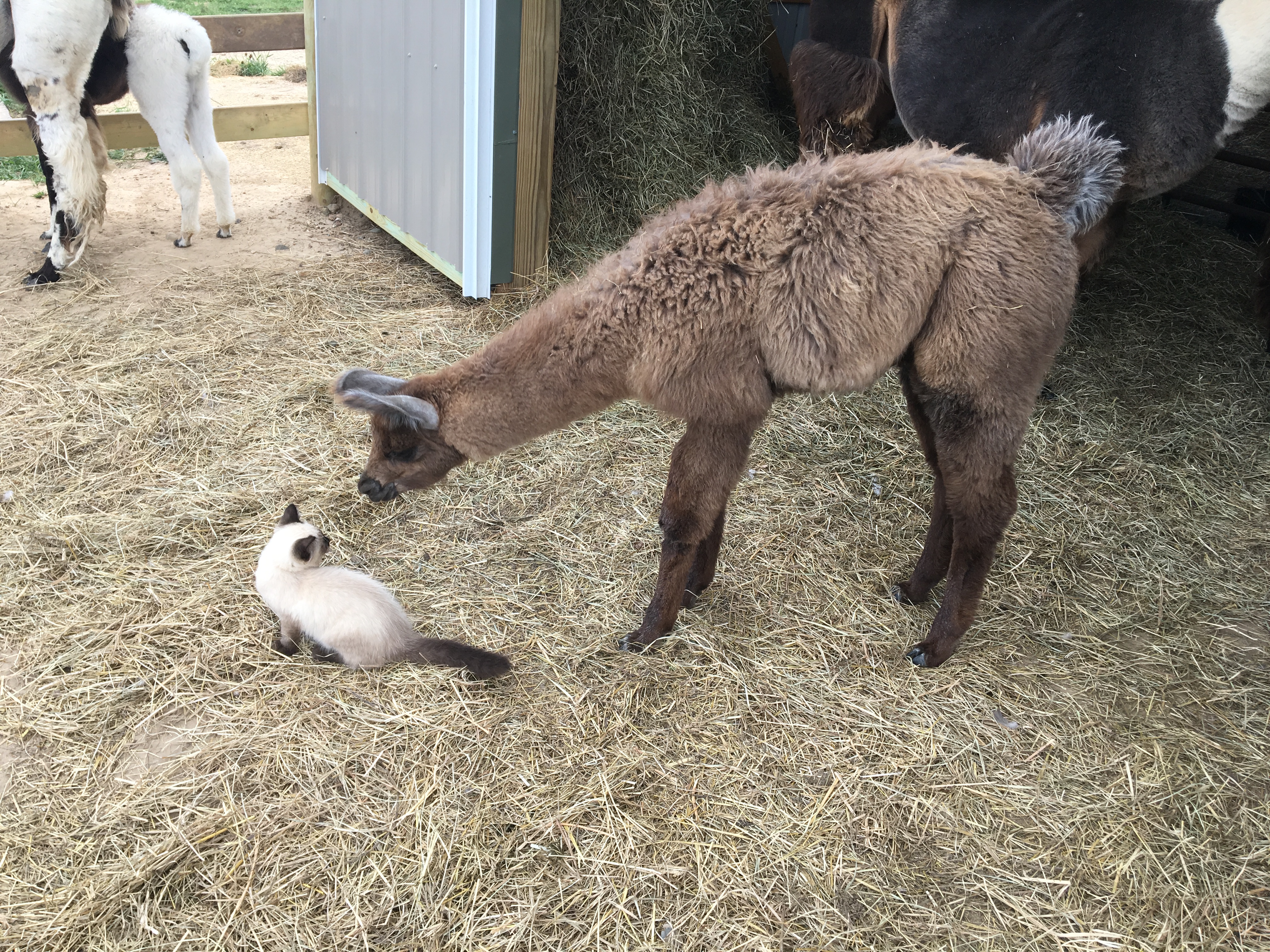Standing Rock's Monochrome (m)