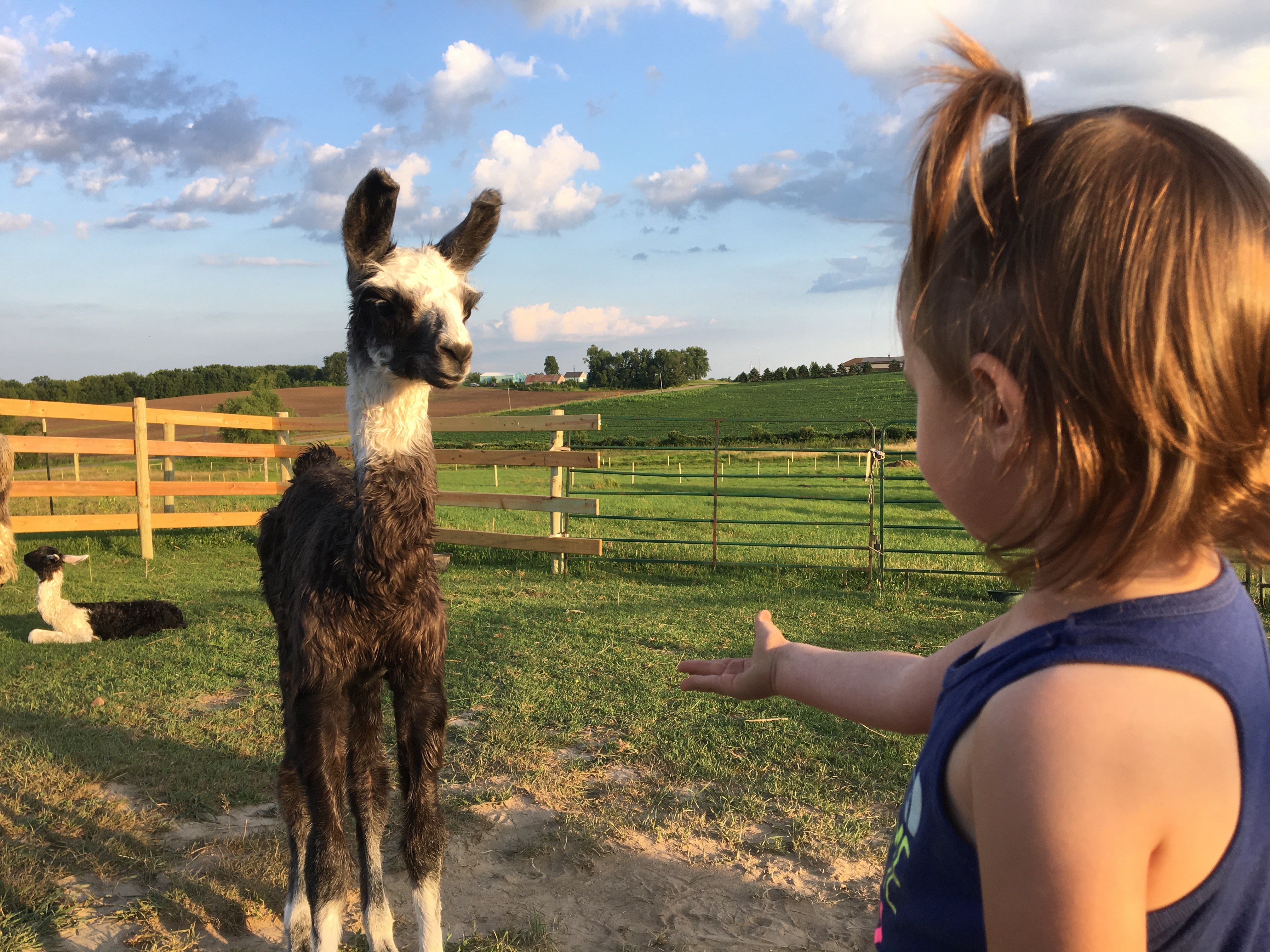 Standing Rock's Chromedelachrome (f)