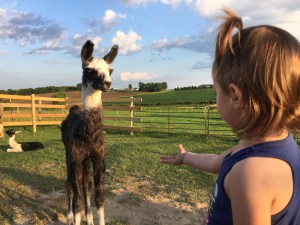 Standing Rock's Chromedelachrome (f)