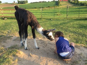 Standing Rock's Chromedelachrome (f)