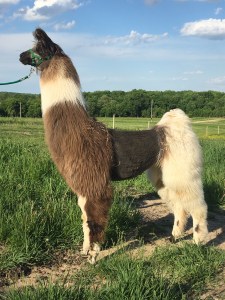 Standing Rock's Calendar Girl (f)