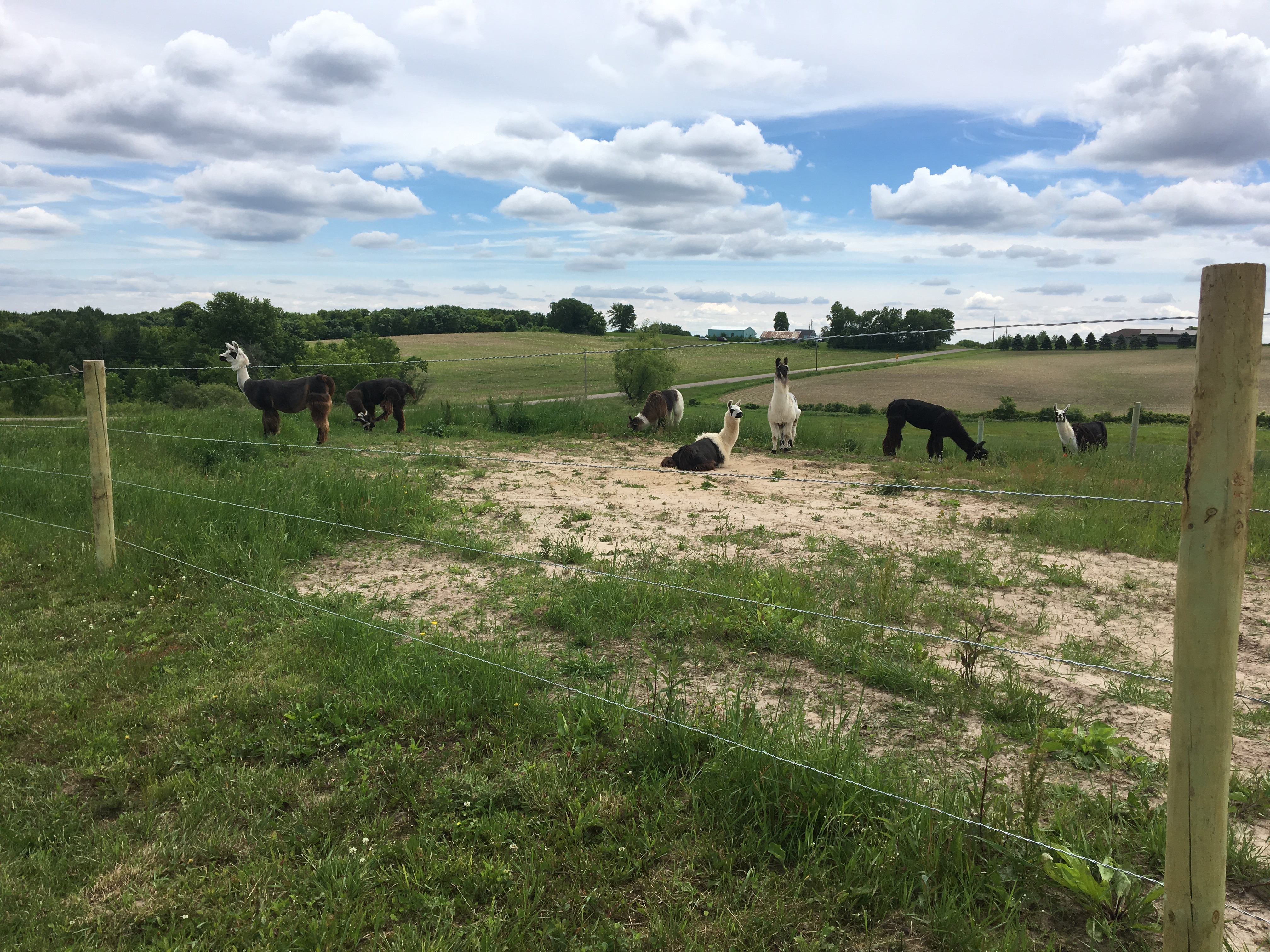 Girls enjoying the new pasture with sandy rolling spot