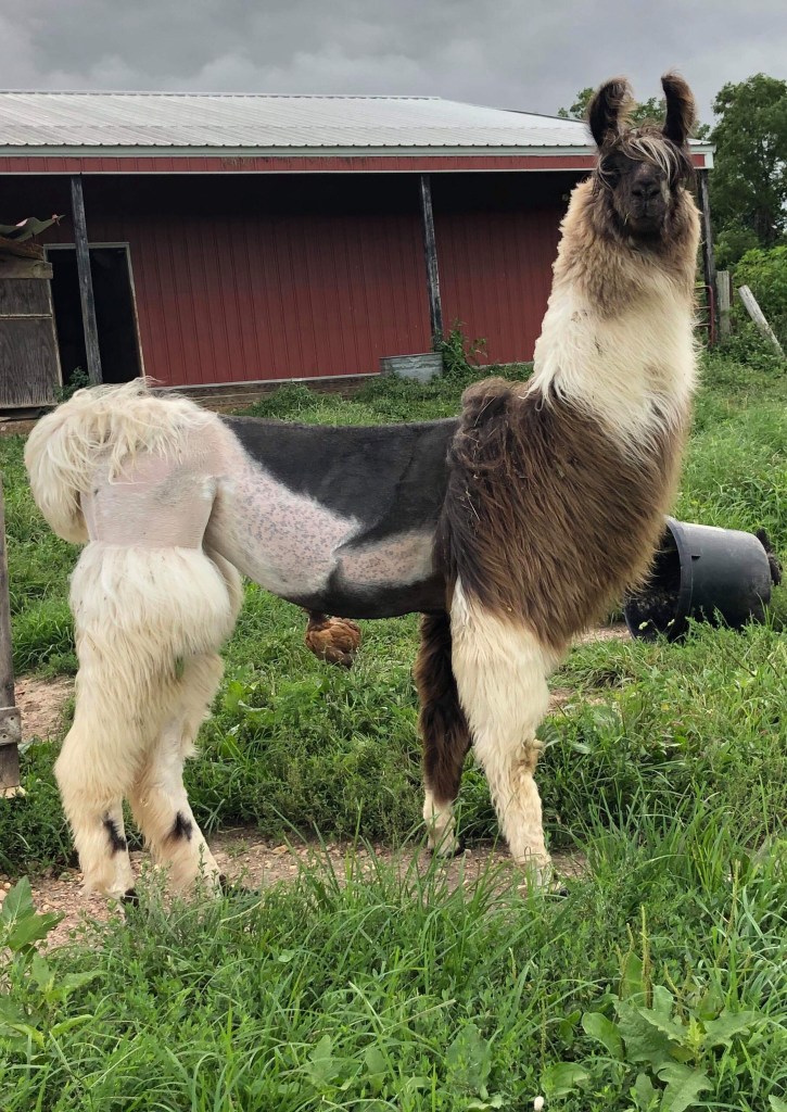 Standing Rock's Calendar Girl (f)