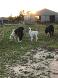 Standing Rock's Callisto (f)