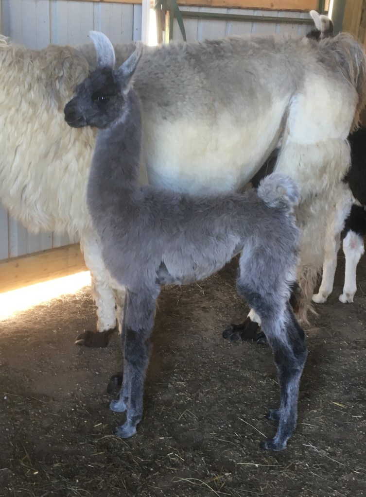 Standing Rock's Red White & Chrome (f)