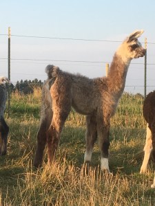 Standing Rock's Mister Chromtastic (g)