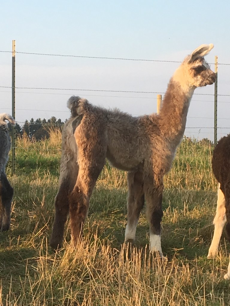Standing Rock's Mister Chromtastic (m)