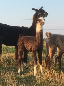 Standing Rock's Chromedelachrome (f)