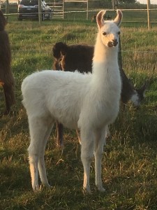 Standing Rock's Callisto (f)