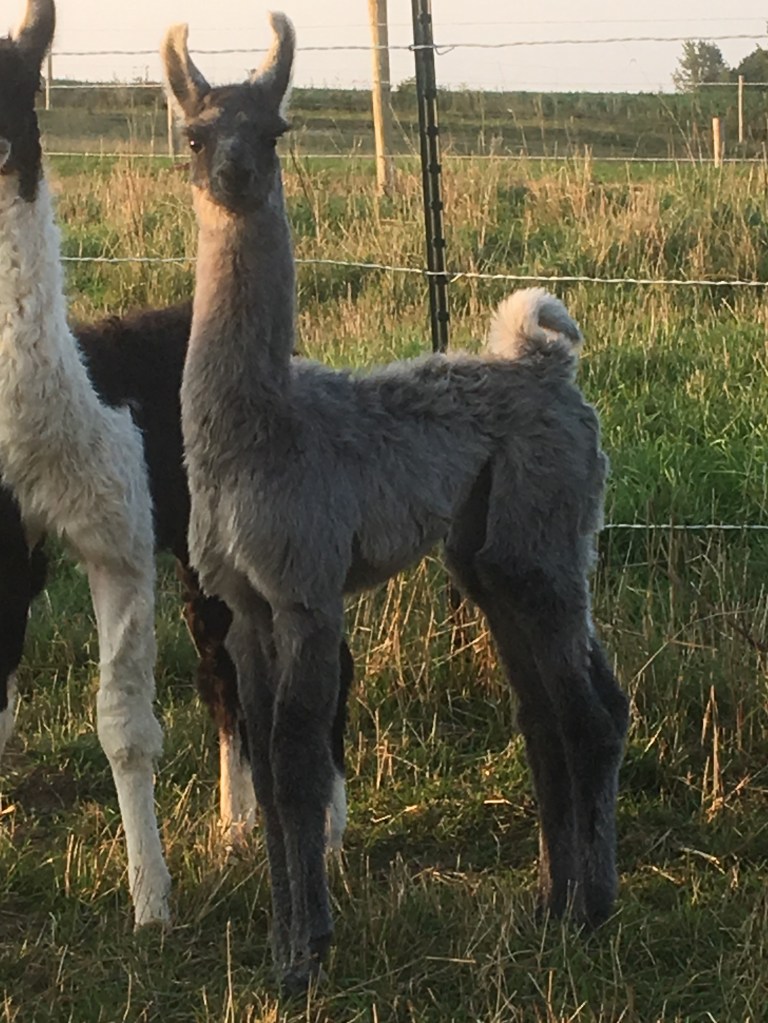Standing Rock's Red White & Chrome (f)
