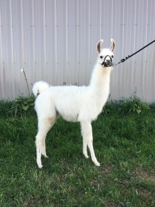 Standing Rock’s Callisto (f)