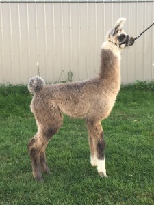 Standing Rock’s Mister Chromtastic (g)