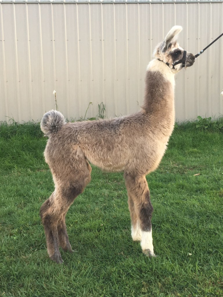 Standing Rock’s Mister Chromtastic (m)