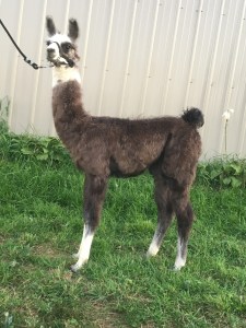 Standing Rock’s Chromedelachrome (f)