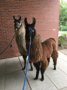 Standing Rock's Mantador (g) & Standing Rock's Monochrome (m)