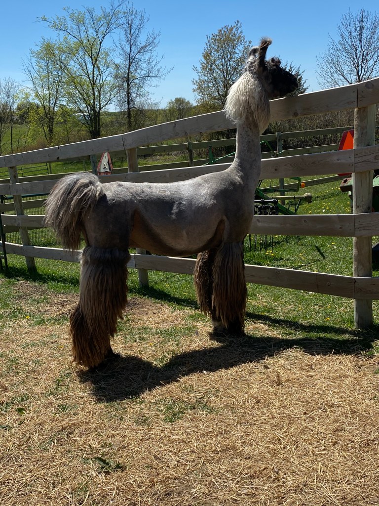 Brownderosa's It's All About Chrome (m) Spring 2020