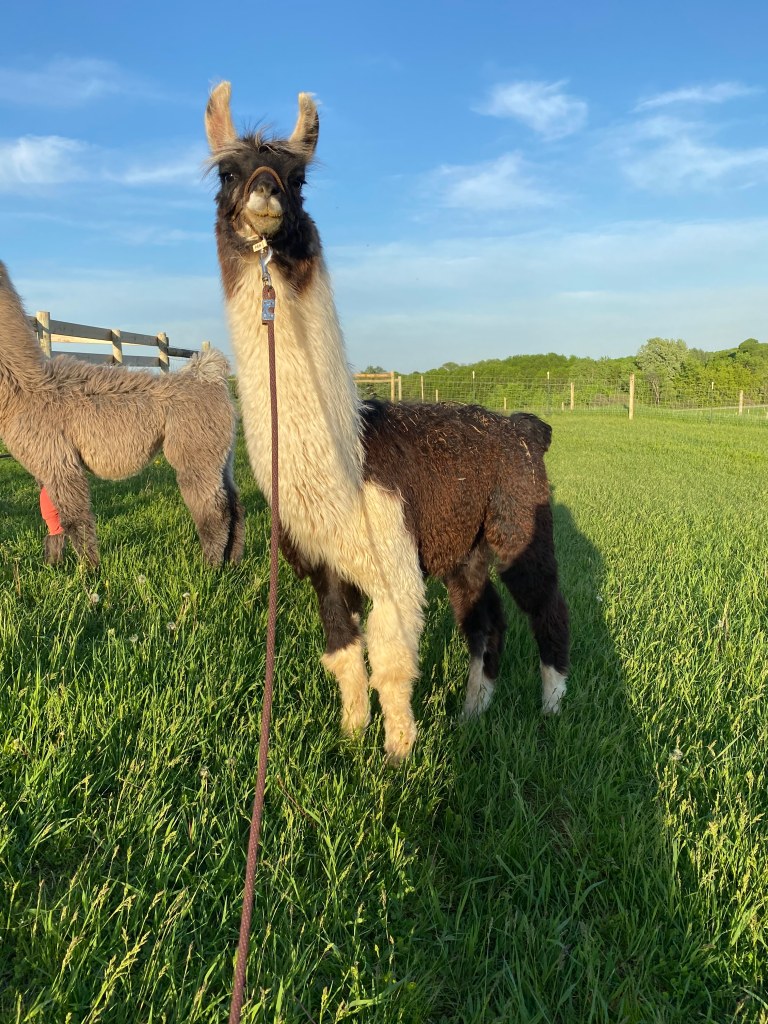 Standing Rock's Playboy (m)