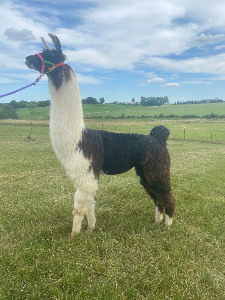 Standing Rock's Playboy (m)