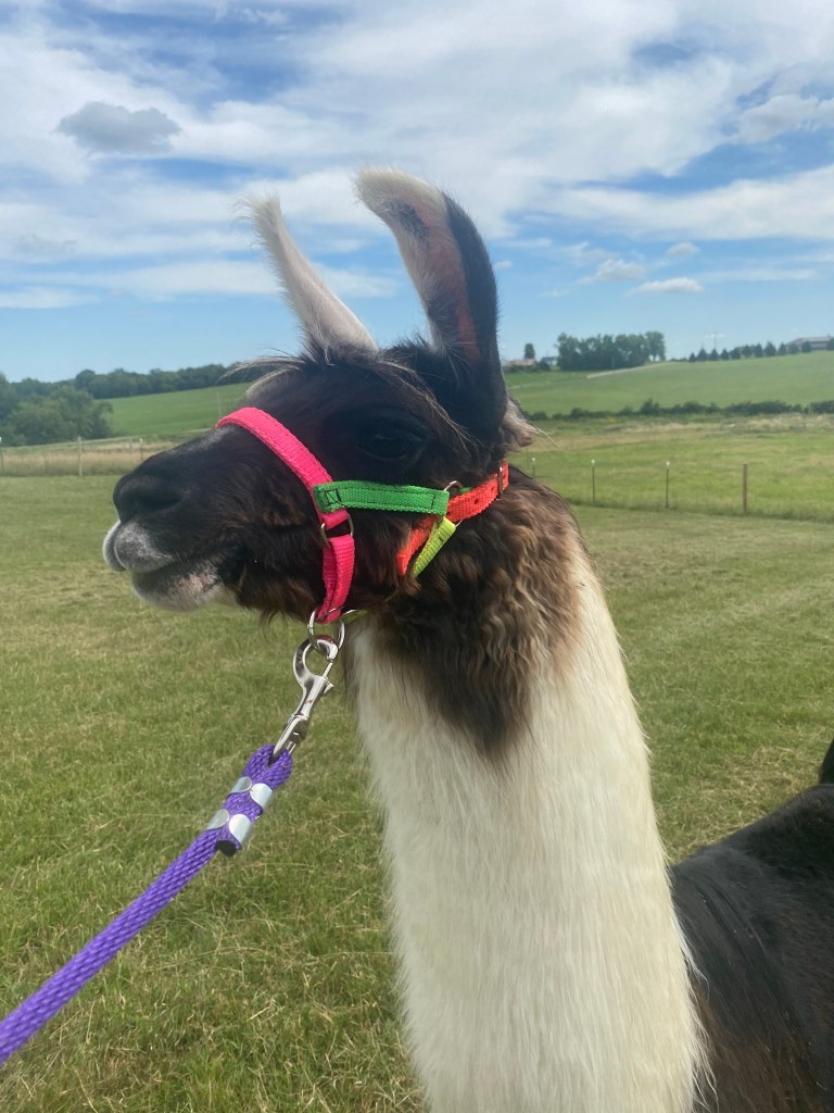 Standing Rock's Playboy (m)